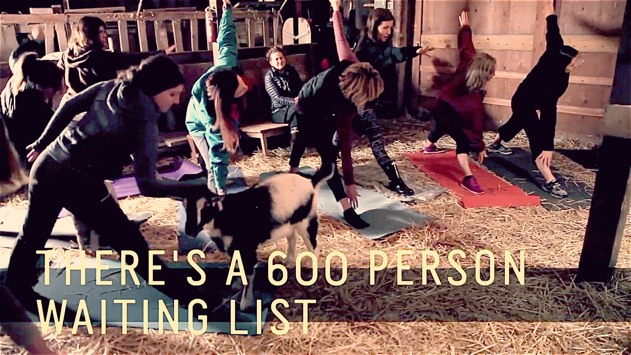 Fun Video: Goat Yoga yoga with goats video