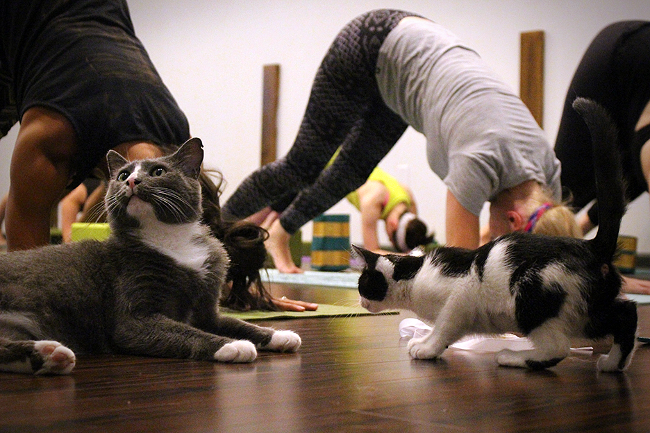 yoga class with cats