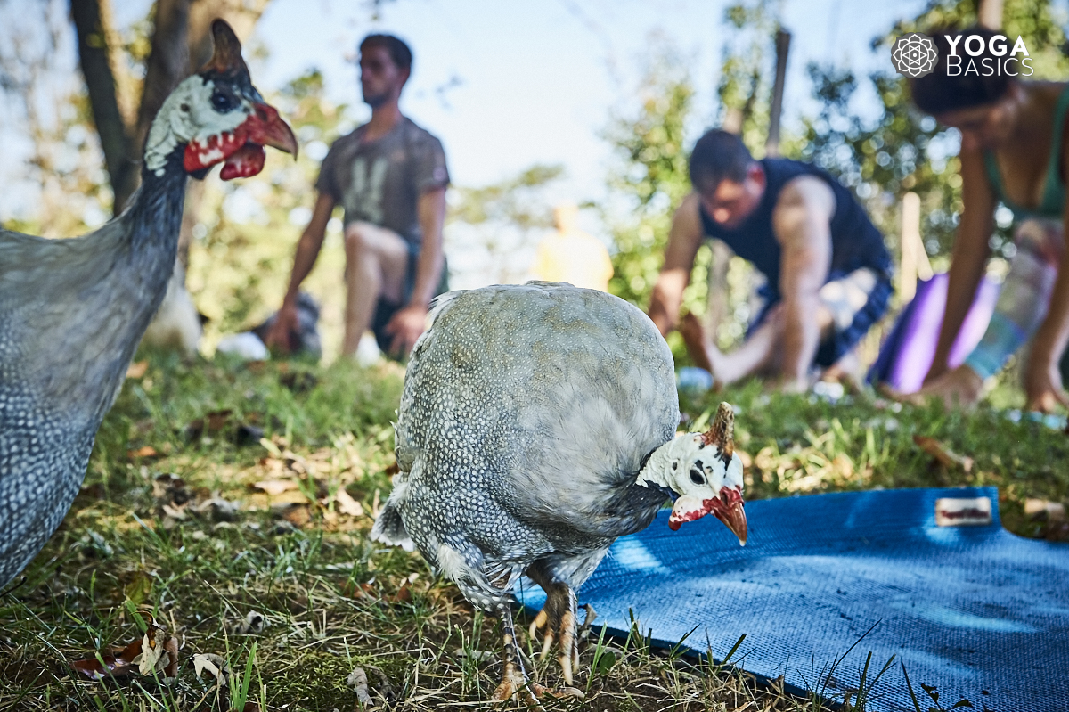 yoga with chickens